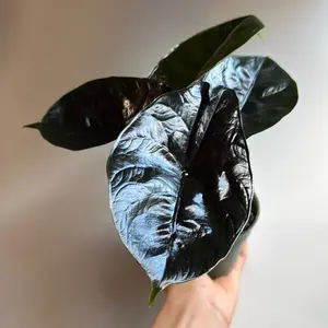 Alocasia Green Unicorn 4" Azlanii X dragon scale Rare Plant, Unique Leaves, Perfect for Beginners & Tropical Houseplant, Indoor Home Decoration