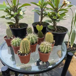 Succulents and Captus