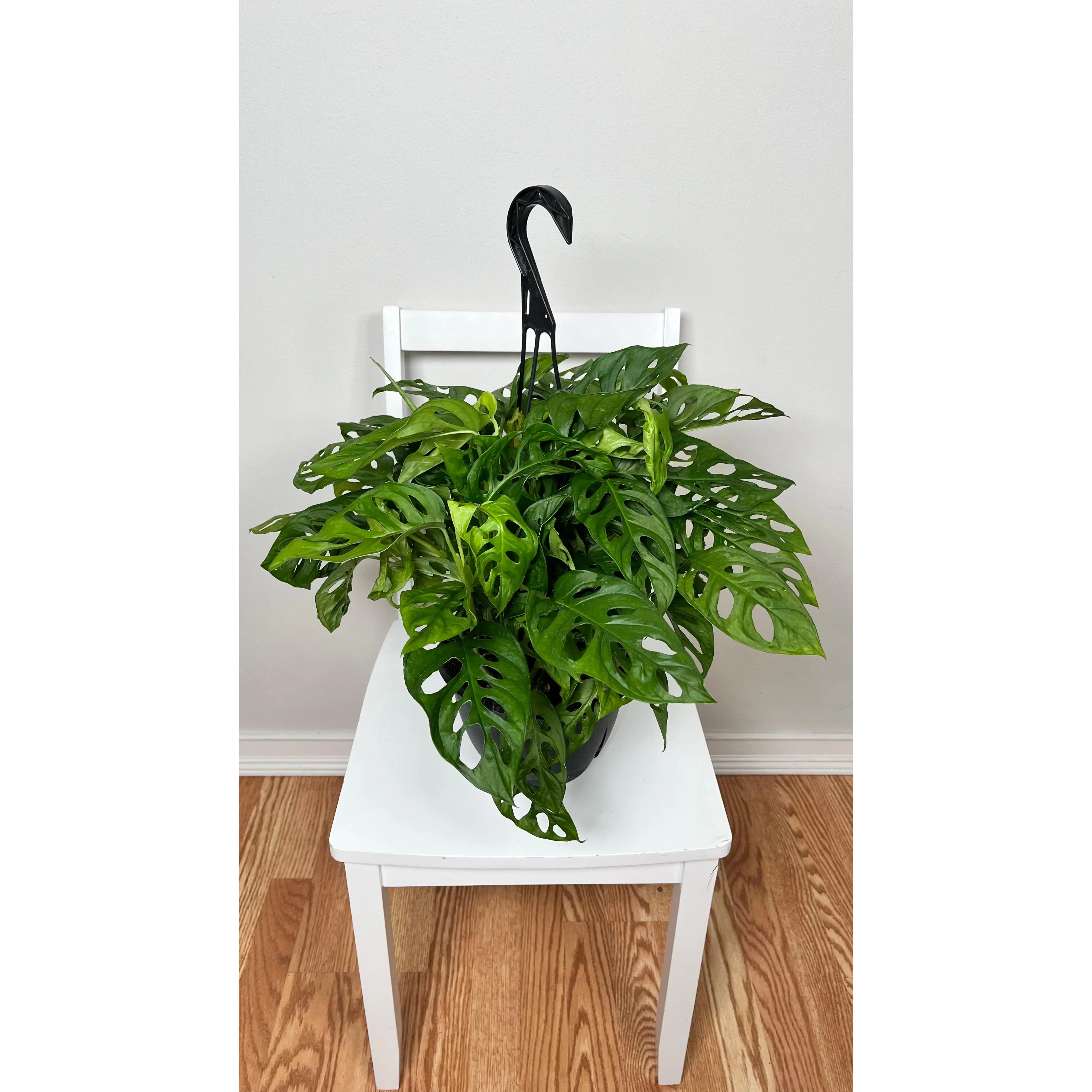 8" Philodendron Swiss Cheese Hanging Basket