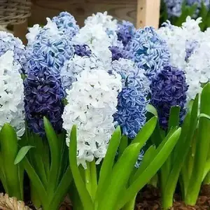 Hyacinth Bulbs, Delft Blue Mix, FALL BULBS