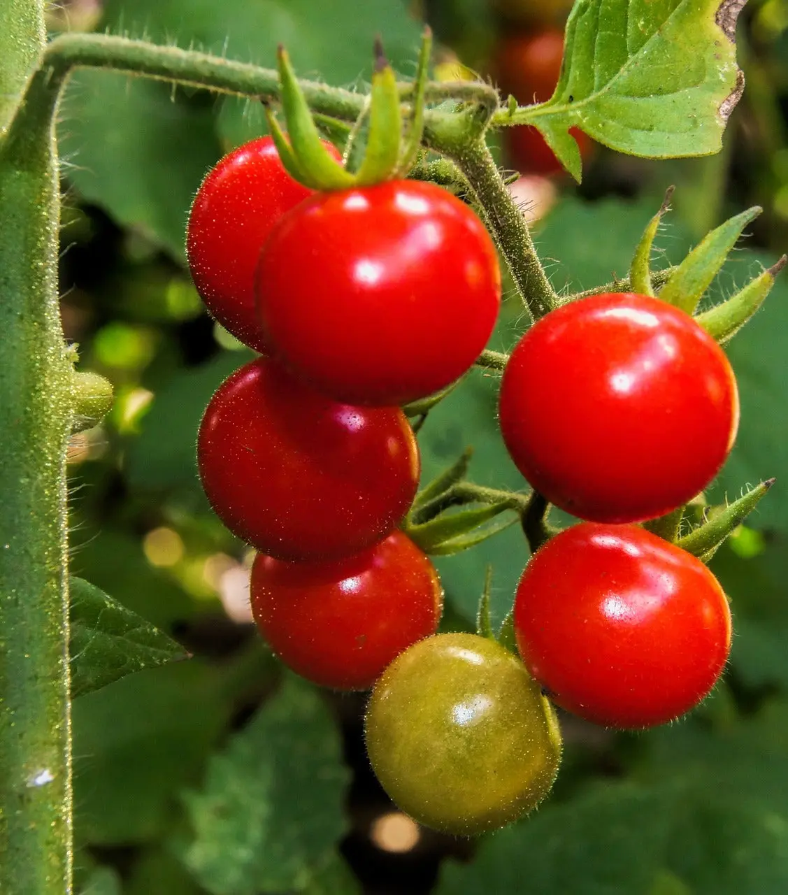 Heirloom Chadwick Cherry Tomato Live Plant - Non-GMO, Vine-Grown Small Heirloom Fruit for Home Gardening (Grows Edible Plant Vine Produce), Grow Fruit, Heirloom Non-Gmo Fruit