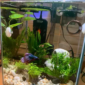 Frameless 10 Gallon Fish Tank - Pre-made Starter Kit water grass