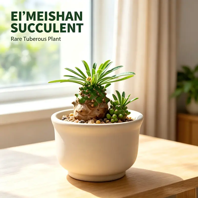 Euphorbia Gabizan Emei Mountain Succulent, Pinecone‑Textured Caudex Body, Drought‑Tolerant Rooted Succulent, Desk Windowsill Mini Rock Garden, 3‑5in Plant