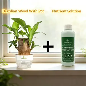 Brazilian Lucky Wood Live Houseplant - U.S. Grown, with Nutrient Solution, Low-Maintenance, Low-Water, Minimalist/Boho Indoor Desktop Ornament, Luck Symbol