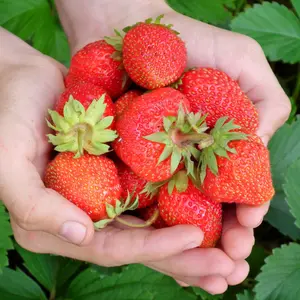Evie 2 Everbearing Strawberry Plants | Non-GMO Bare Root | Continuous Harvest | Hand Picked Nursery