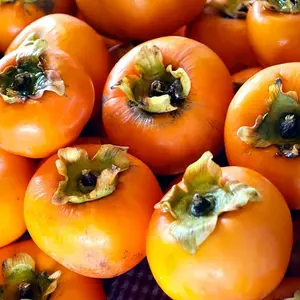 American Persimmon Seeds for Planting Outdoors | Non GMO Heirloom Fruit Seeds (30 Seeds)