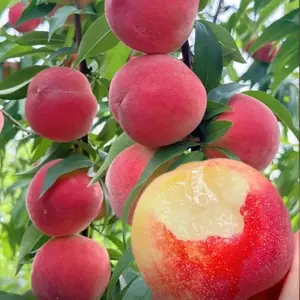 Mini Peach Tree for Pots – Sweet Juicy Fruit, Easy to Grow, Indoor & Outdoor Patio Plant Mini Peach Tree for Pots – Sweet Juicy Fruit, Easy to Grow, Indoor & Outdoor Patio Plant