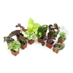 Popular Houseplant 12-pack: Easy Plant Variety Pack – Cute & Unique Plants – (2” Pots) – Live Indoor Plants for Home & Office – Includes Variegated Varieties