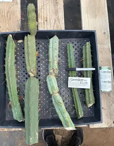 #EC178 EXACT Trichocereus Bridgesii ornamental TLC cactus cutting Lot
