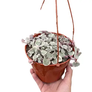 6” variegated string of hearts hanging bedroom Sculpture