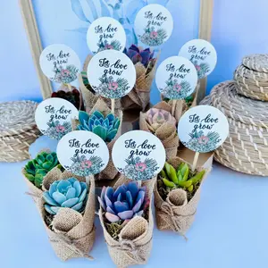 Let Love Grow - Wedding, Bridal Shower , Engagement Party Live Succulent Favors for Guests