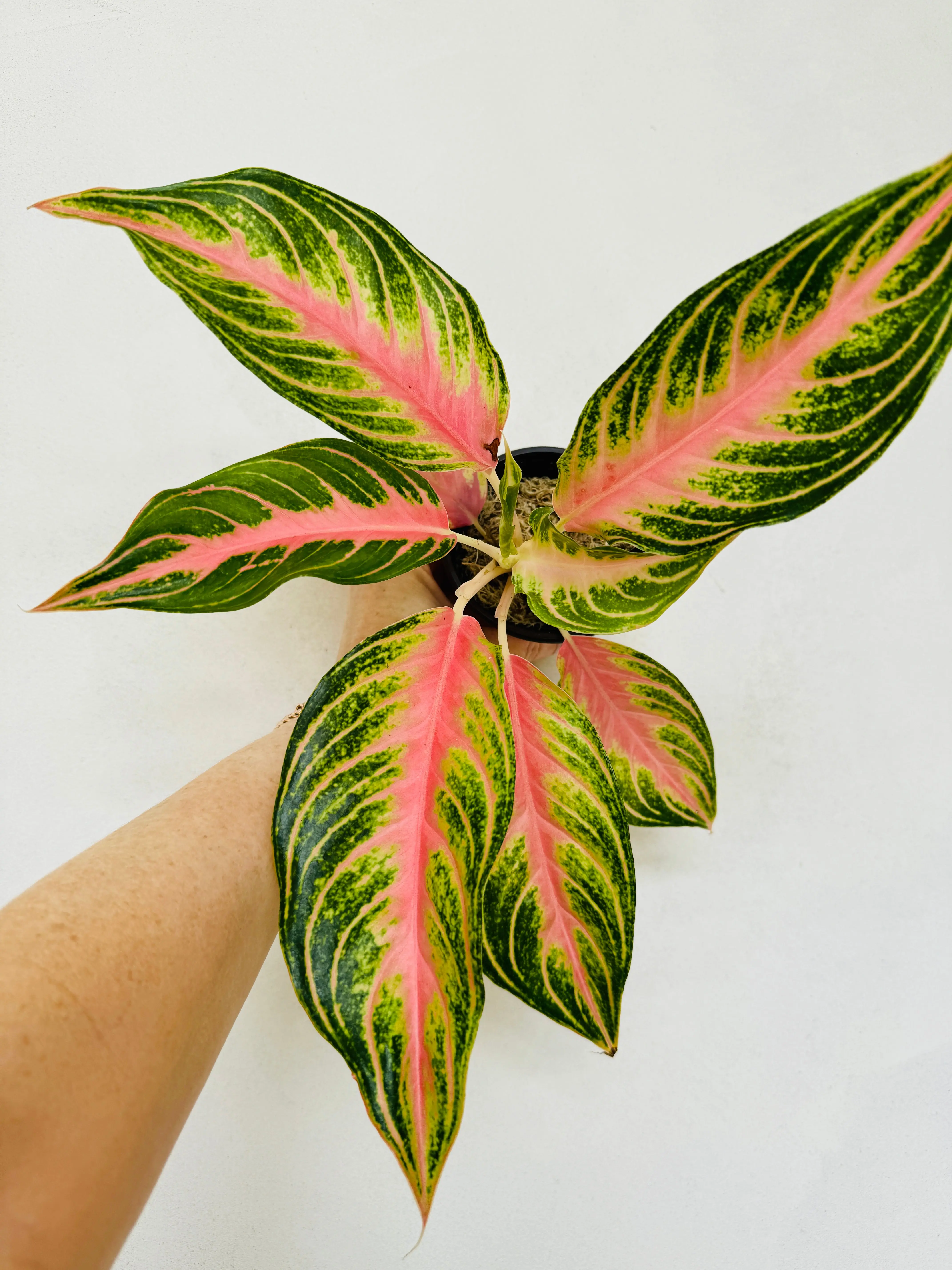 Aglaonema Pink Sunset - RARE Aglaonema Pink Sunset - RARE