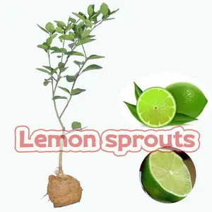 Grafted green lemon seedlings, four-season green lemon seedlings, seedless green peel lemons, potted in both north and south, with results in the same year