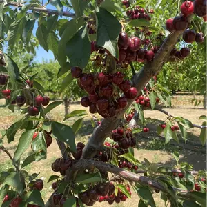 Sweet Cherry Tree – Live Bare Root Seedling, Healthy Root System, Easy to Grow, for Patio & Container Planting, Ideal for Gardening Enthusiasts Sapling Non-GMO Fruit Perennial Hardy Plant