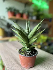 4" Sansevieria Francisii | Unique Snake Plant | Low Maintenance Indoor Plant