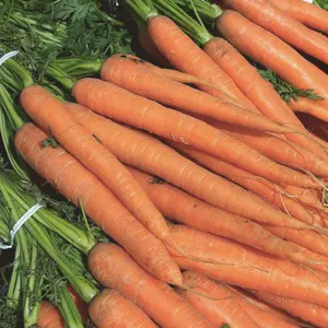 Heirloom Imperator Carrot Seeds - Organic and Regenerative Gardening Seeds