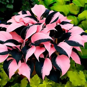 800 pcs Hosta Seeds – Versatile Shade Plants for Indoor & Outdoor Use