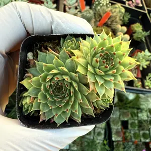 2" Live Succulents Collection, Sempervivum tectorum ssp.