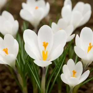 10 Peter Pan White Crocus Bulbs- Fall Planting for Spring Bulbs