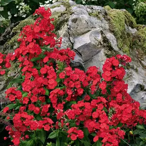 Green River 50Volcano Red Phlox Seeds - Heirloom Perennial Seeds for Bold Garden Blooms, Non-GMO, Pollinator-Friendly, All Seasons, Fiery Red Flowers