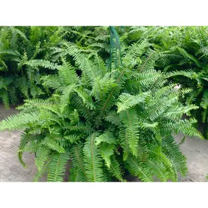 Australian Sword Kimberly Queen Fern - Live Plant in a 10 Inch Hanging Pot - Nephrolepis Obliterata - Florist Quality Ferns from Florida