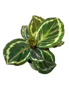 4" Calathea Medallion – Prayer Plant – Live Plant