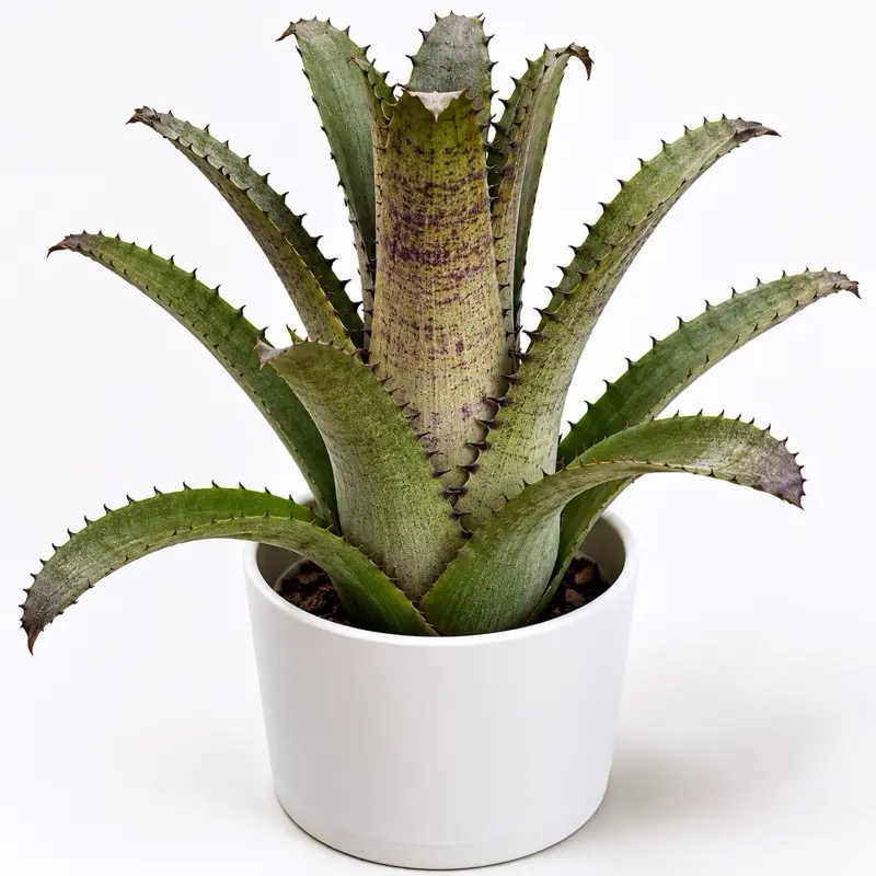 Hohenbergia Edmundii "Demogorgon" Live Bromeliad Plant, 6” Pot Rare Tropical Houseplant with Architectural Foliage for Indoor Home Decor