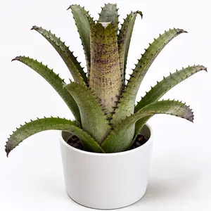 Hohenbergia Edmundii "Demogorgon" Live Bromeliad Plant, 6” Pot Rare Tropical Houseplant with Architectural Foliage for Indoor Home Decor