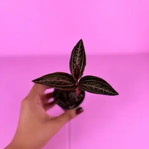Jewel Orchid Marbled 2.5” | Jewel Orchid | Collector Plant