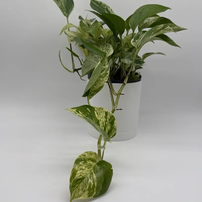 Pothos Marble Queen 6" Pot - Easy Care Decorative House Plant for Indoor Home Decoration with Lush Green Leaves and Low Maintenance Needs