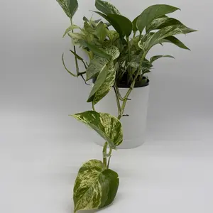 Pothos Marble Queen 6" Pot - Easy Care Decorative House Plant for Indoor Home Decoration with Lush Green Leaves and Low Maintenance Needs