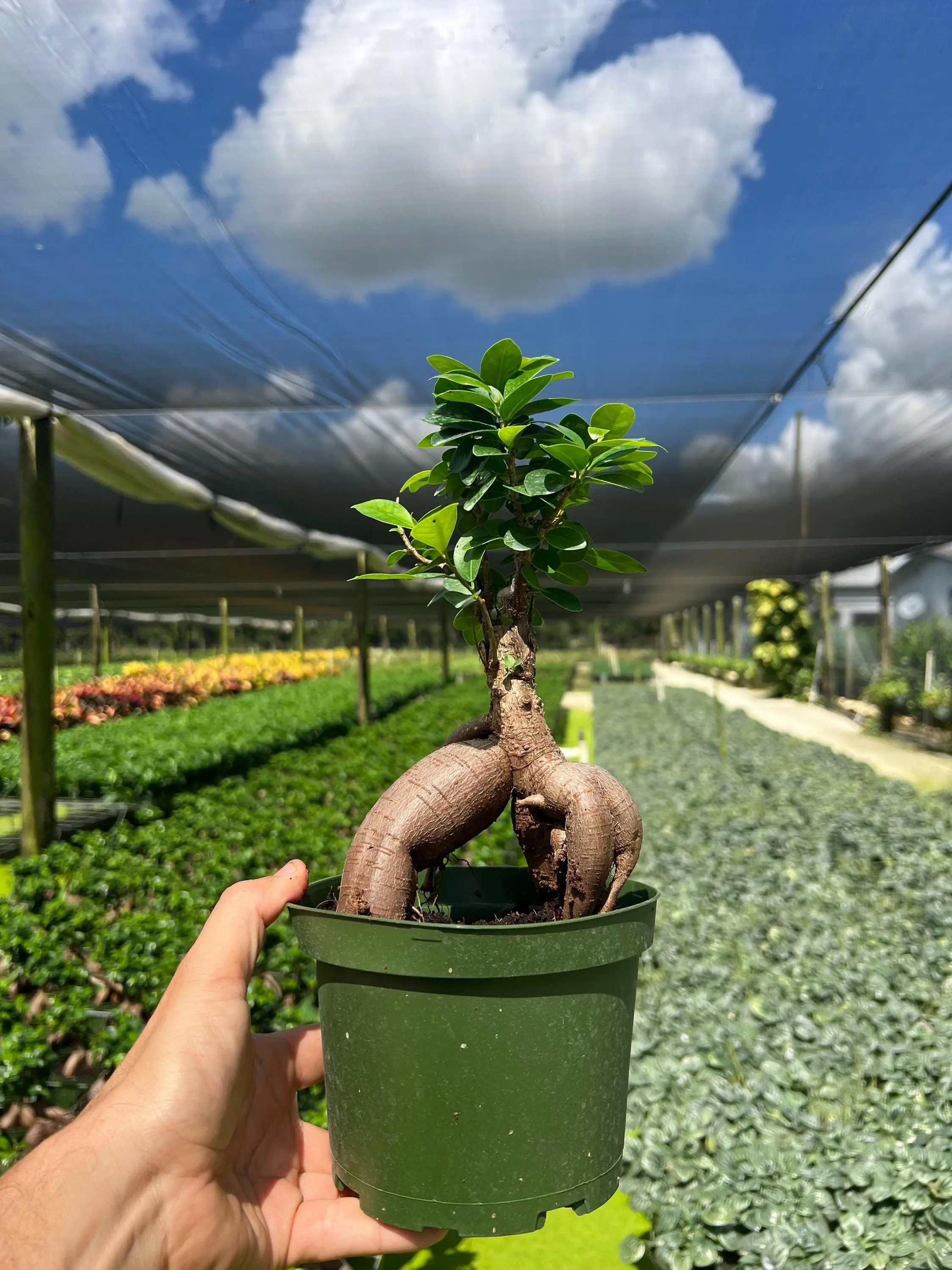 Ficus Ginseng Bonsai Tree | LIVE Indoor & Outdoor Tropical Houseplant | Home and Office Decor | Rooted Easy Care Plant in 4" and 6" inch Pot