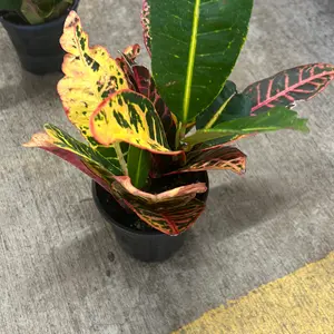 4” Croton plant
