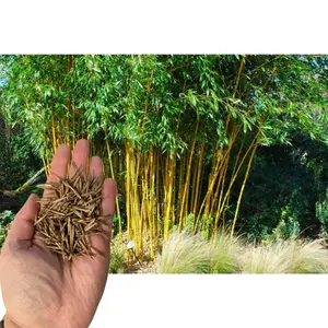 Green River 50 Auriculas Bamboo Seeds – Premium Bamboo Plant Seeds, Exotic Perennial Flower Seed Pack, Ornamental Grass for Landscaping, Sustainable Fast-Growing Privacy Screen, Decorative Garden Accent for Eco-Friendly Outdoor Design