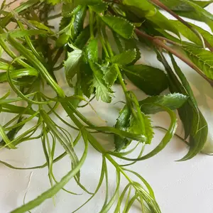 Tofu's Tanks No CO2 Live Aquatic Stem Plants, Hygro, Wisteria, & Stellatus for Fish Aquariums