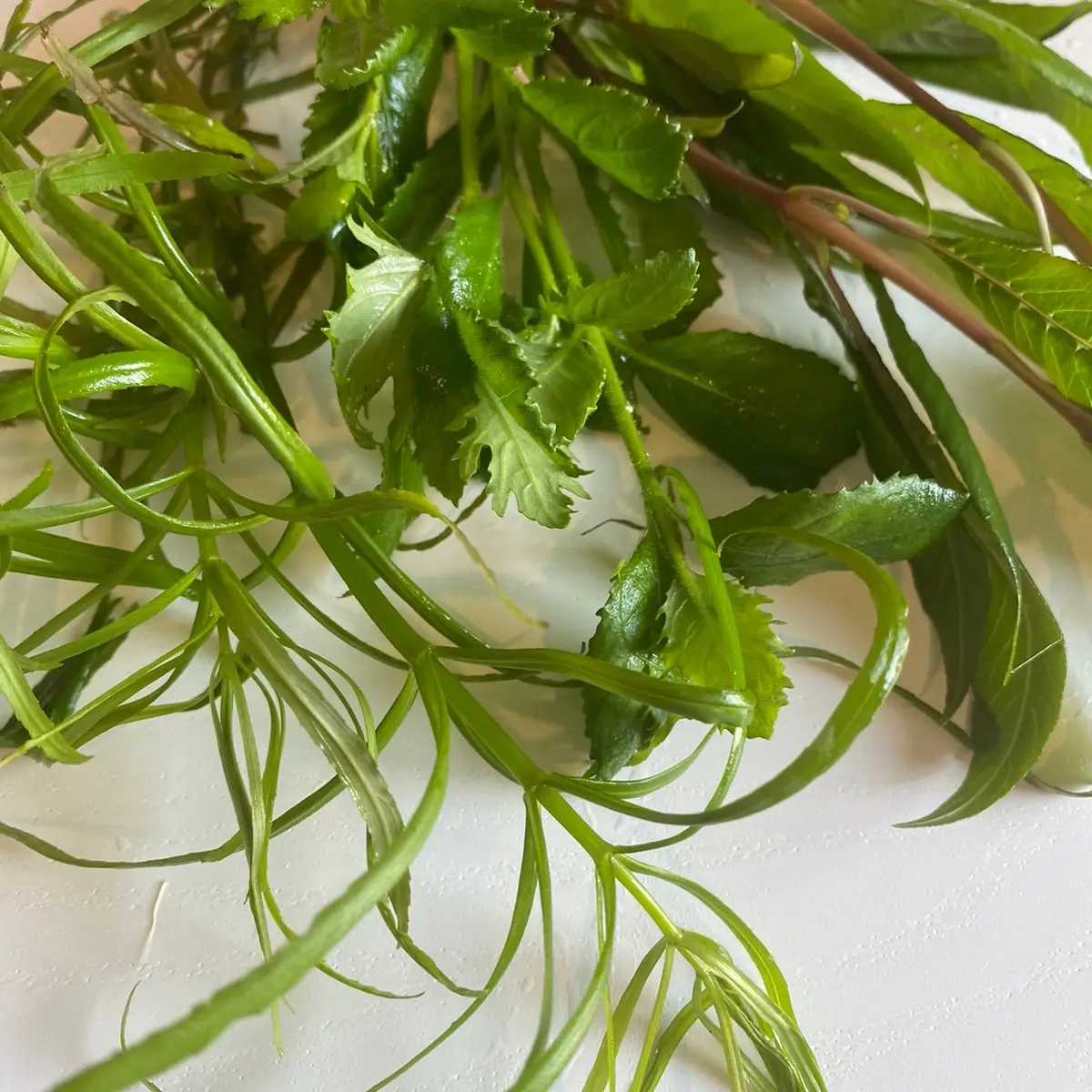 Tofu's Tanks No CO2 Live Aquatic Stem Plants, Hygro, Wisteria, & Stellatus for Fish Aquariums