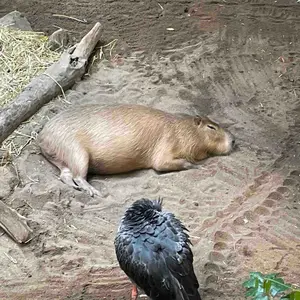 NEW EKKO Lifting Straps