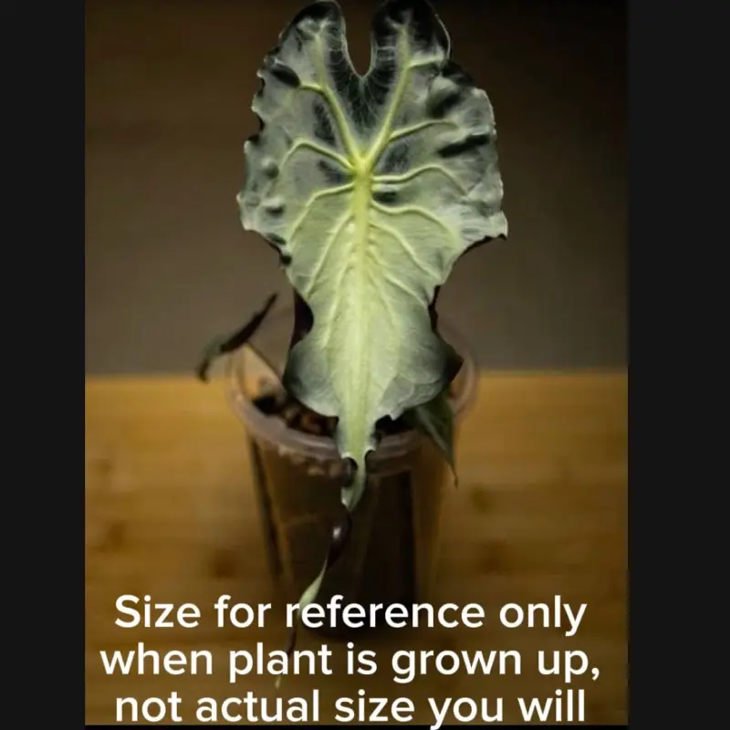 Alocasia Venom Tissue Culture Plant (TC) – Rare Alocasia | Growers Choice