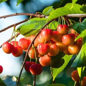Dwarf Cherry Peach Tree Seedlings | Grow this compact seedling into a lovely fruiting tree that produces strings of sweet, juicy cherries in vibrant red-yellow hues - perfect for patio and balcony gardening