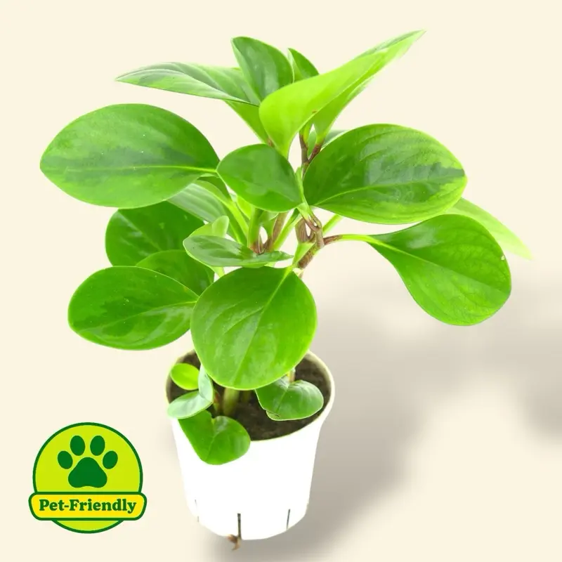 Peperomia Lemon Lime 4” - Pet Safe Low Maintenance House Plant