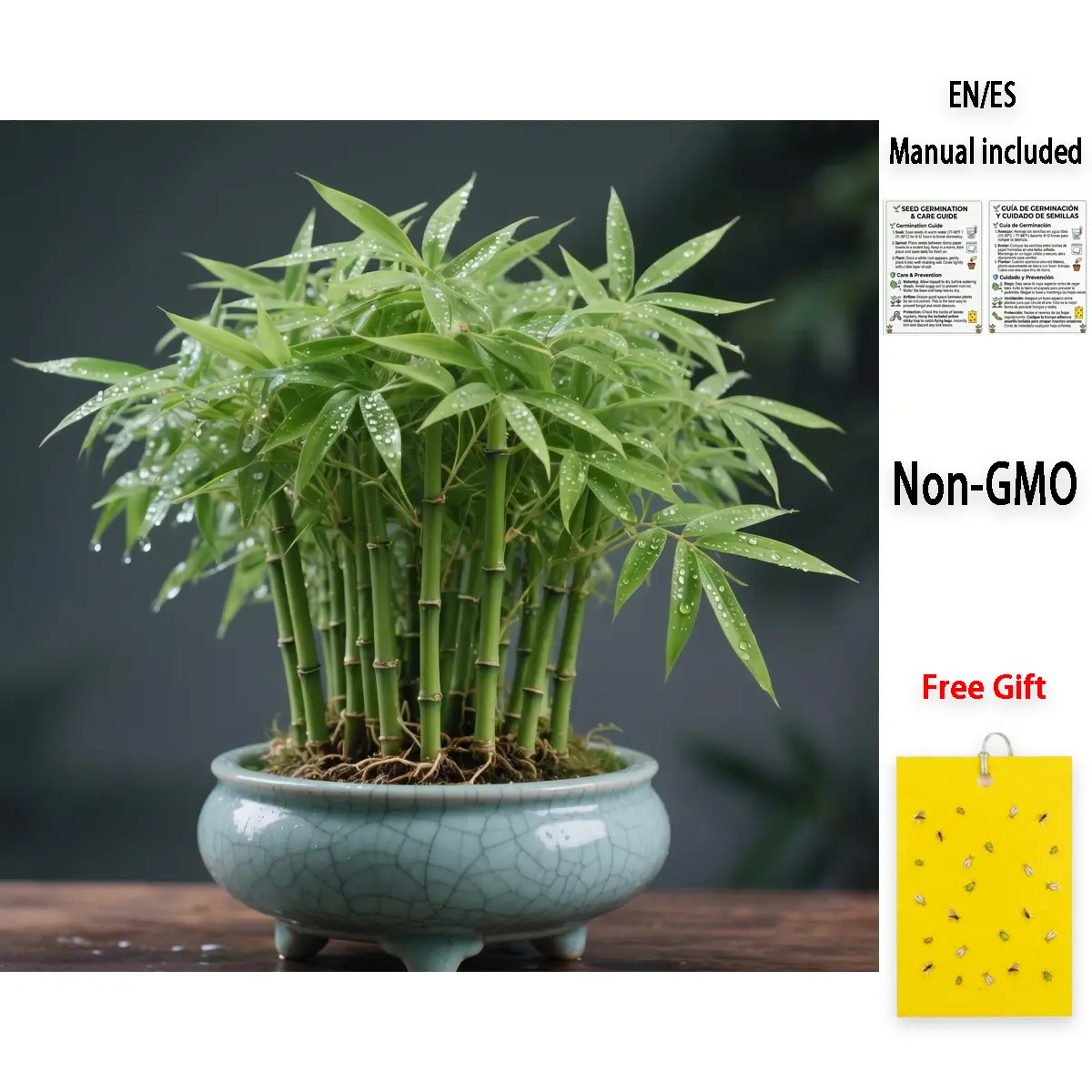 Premium Lucky Bamboo Cypress Seeds | Feng Shui Indoor Greenery | Non-GMO Verified - for Home Decor, Office Desk & Zen Bonsai, Patient Gardeners, Low Light Houseplant