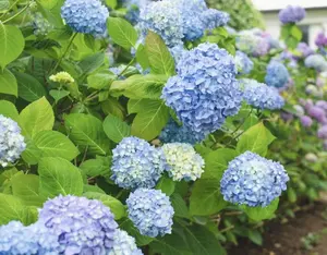 All Summer Beauty Hydrangea - Live Plant - ( 1 QT ) Garden Patio Spring Summer
