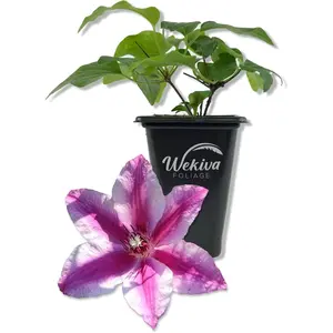 Clematis Carnaby - Live Starter Plants in 2 Inch Growers Pots - Starter Plants Ready for The Garden - Beautiful Deep Pink Flowering Vine