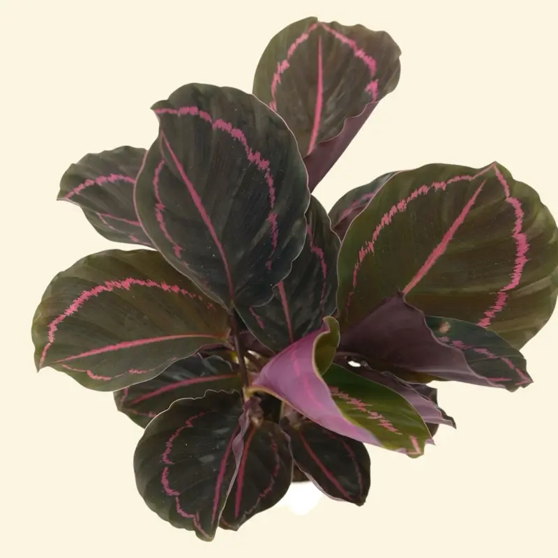 Calathea Dottie 6” - Pet Safe Prayer Plant Live House Plant