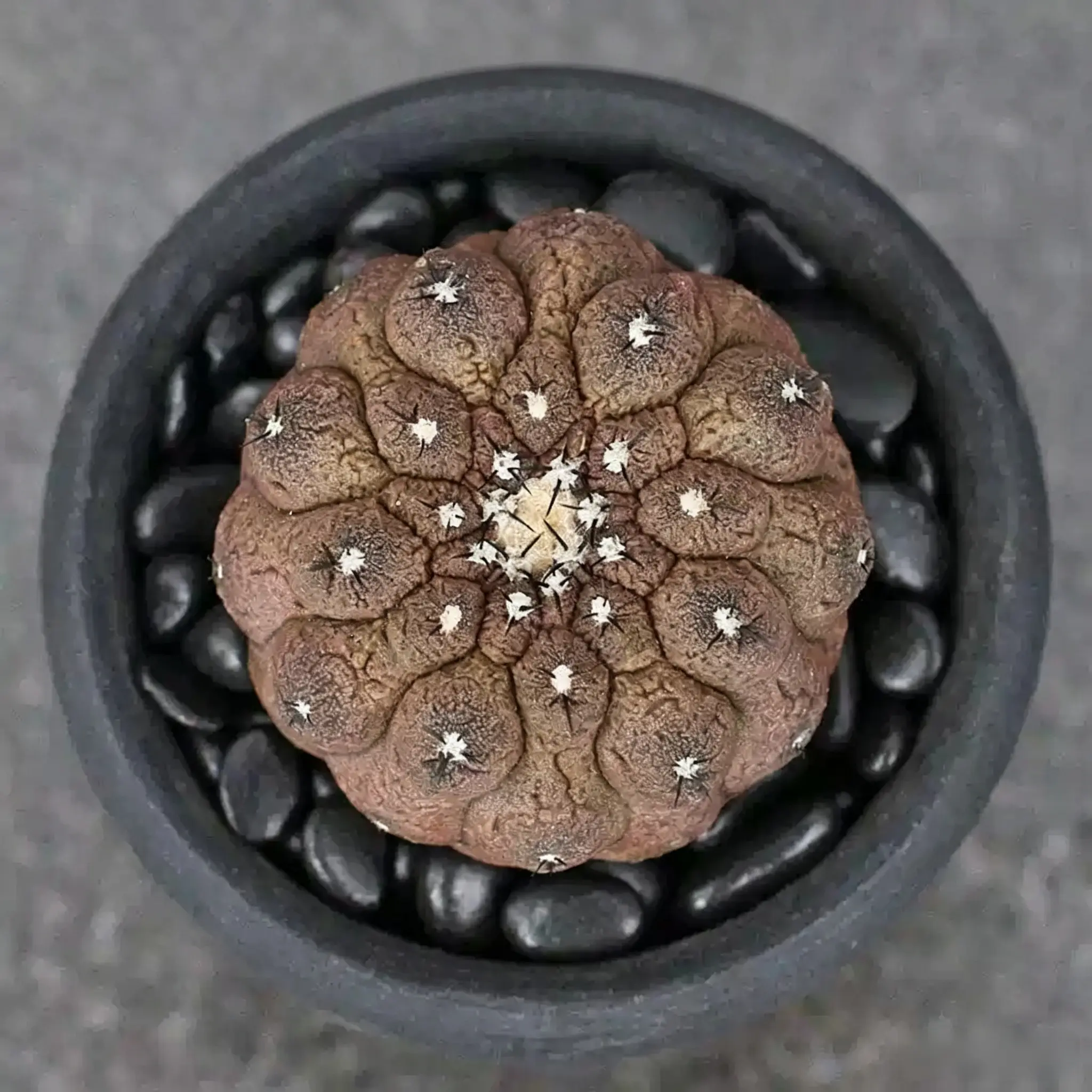 Copiapoa Hypogaea Lizard-Skin Cactus, Bare-Root Succulent Plant for Home Garden Supplies