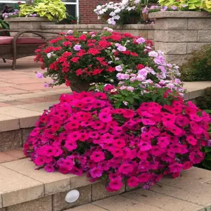 Morning Glory Seeds Heavenly Red Over 1,000 Flower Seeds