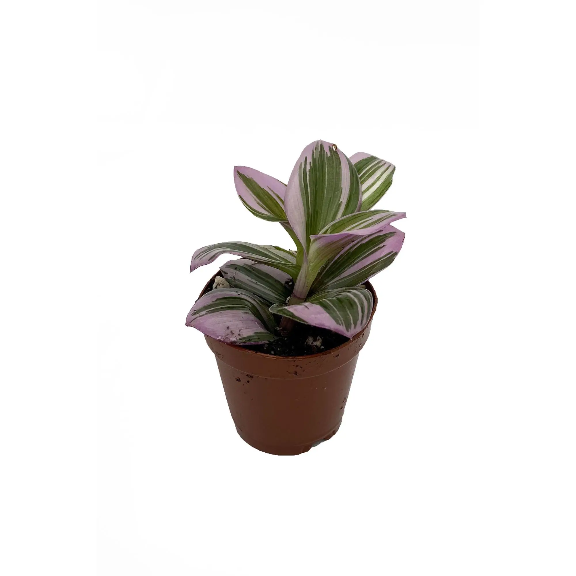 Rare Nanouk Pink Tradescantia - 2" Pot - Collector's Series