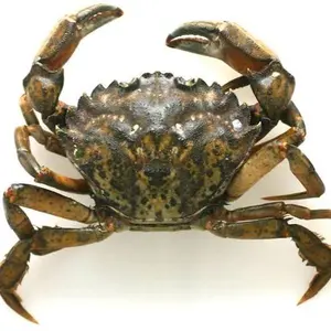Maine green crab diamond art kit