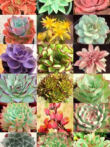 ECHEVERIA variety mix rare plant exotic succulent seed flowering pot 20 seeds