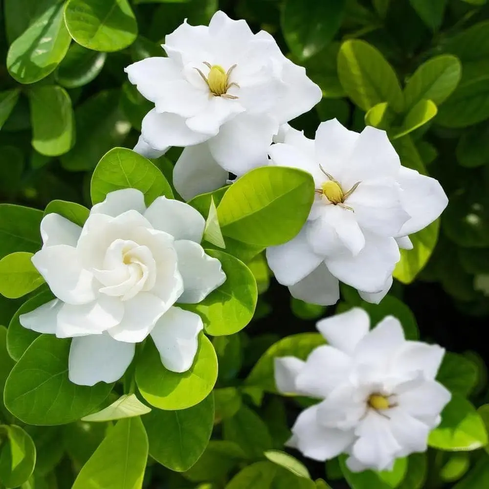 Gardenia Seeds, 50+ Pcs Easy-to-Grow Flower Seeds for Home Garden Planting, Home Improvement Garden Supplies